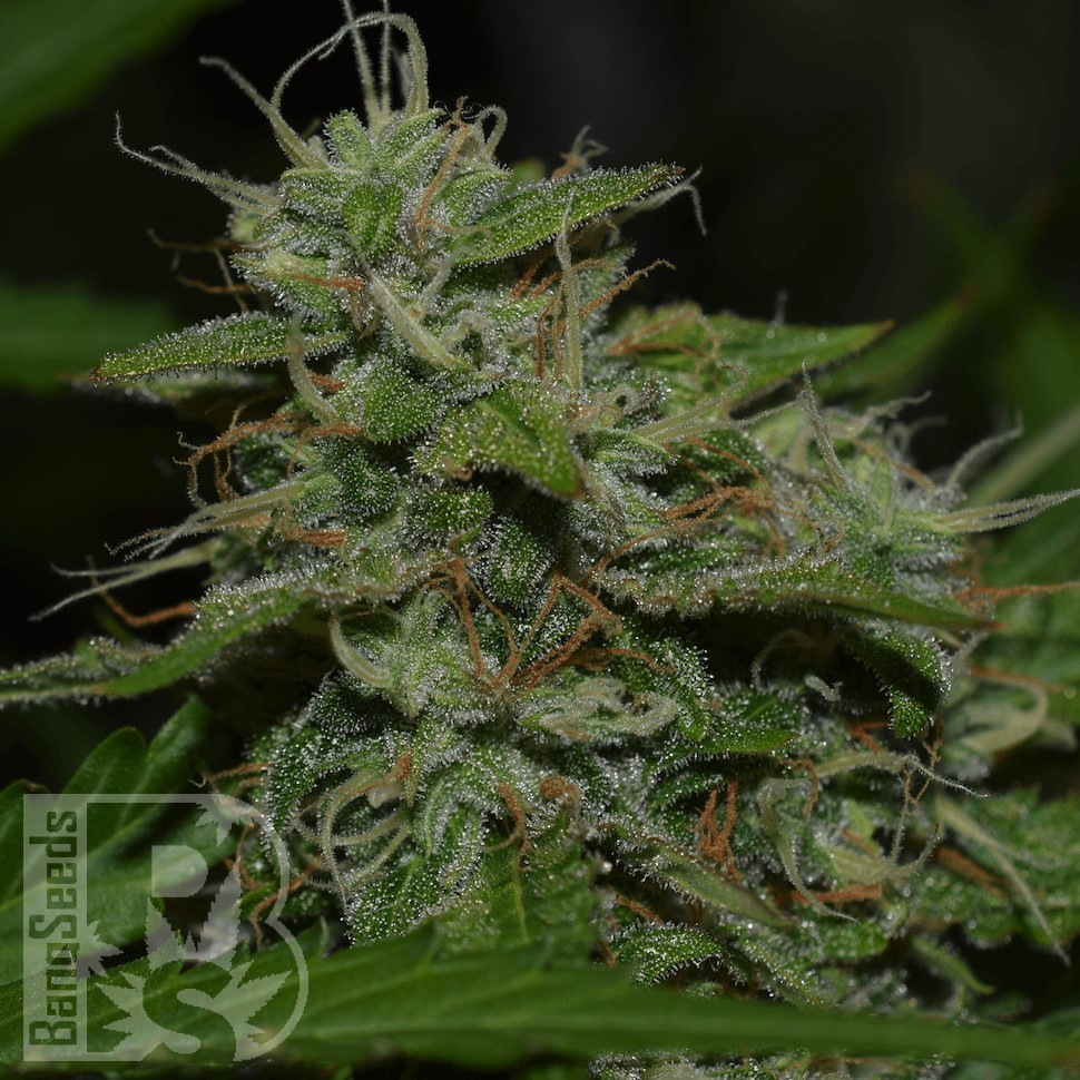 Семена ганжа  Burana feminised Bang Seeds
