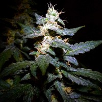 Auto Jack feminised Ganja Seeds