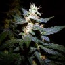 Auto Jack feminised Ganja Seeds