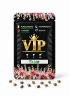 Auto Skaar feminised GanjaVIP Seeds
