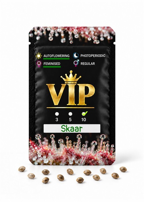 Семена ганжа  Auto Skaar feminised GanjaVIP Seeds