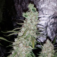 Auto Dr. Grinspoon feminised Ganja Seeds