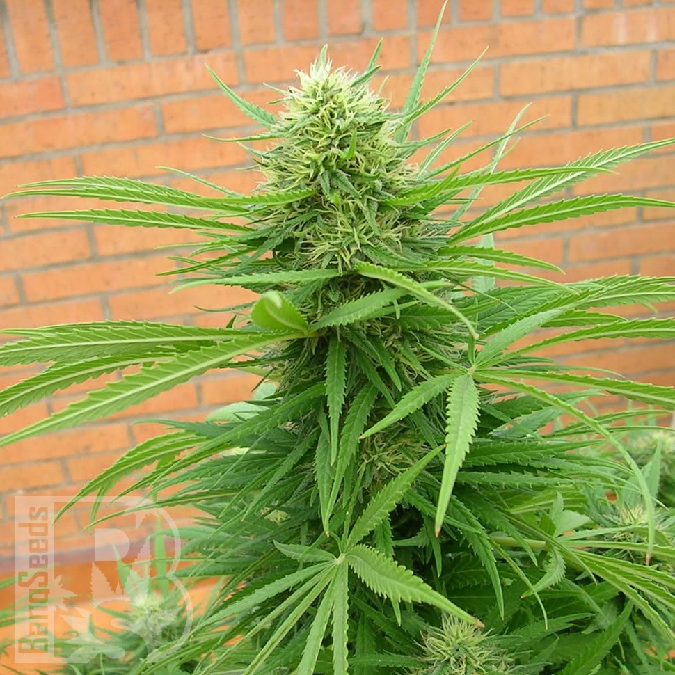 где можно заказать семена конопли Auto Dr. Grinspoon feminised