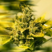 Era feminised Ganja Seeds