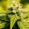 Era feminised Ganja Seeds