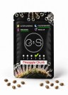 Pineapple Chunk feminised Ganja Seeds