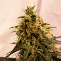 Pineapple Chunk feminised Ganja Seeds