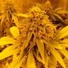 Семена конопли  Pineapple Chunk feminised Ganja Seeds
