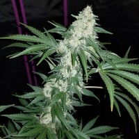 Hash Plant regular Ganja Seeds