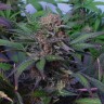 купить семена конопли феминизированные Auto Somango x Blueberry feminised
