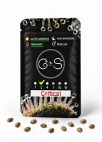 Auto Critical feminised Ganja Seeds