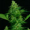 купить автоцветущие семена конопли Auto Critical feminised 