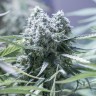 Auto Critical feminised Ganja Seeds