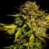 Mintz feminised Ganja Seeds