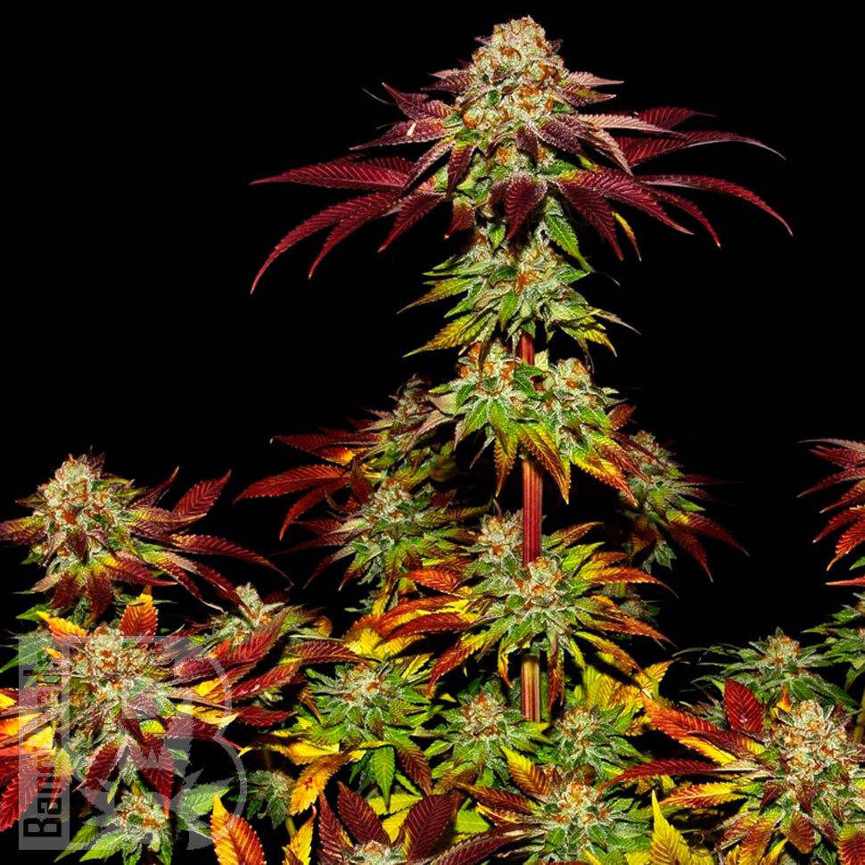 Семена  Mintz feminised Ganja Seeds