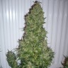 AK feminised Ganja Seeds