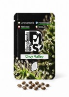 Chuy Valley feminised Bang Seeds