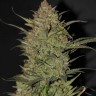 Семена  Chuy Valley feminised Bang Seeds