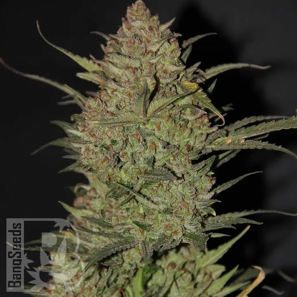 Семена  Chuy Valley feminised Bang Seeds