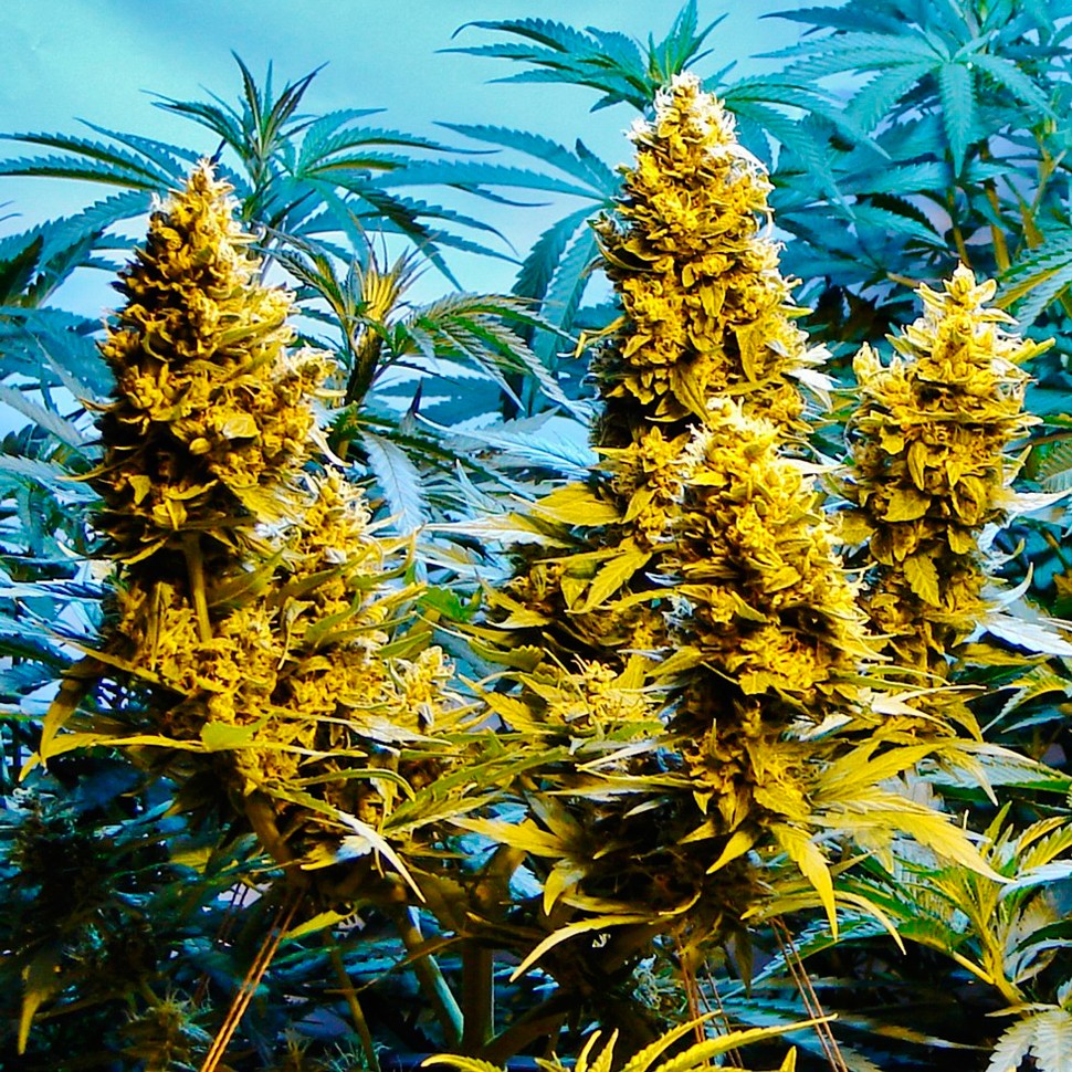 Семена ганжа Auto Northern Hog feminised Ganja Seeds