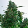 Семена марихуаны Auto Gagarin 2 feminised Ganja Seeds