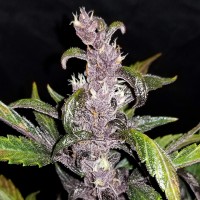 Auto Fastberry feminised Ganja Seeds