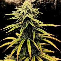 Swiss Chocolate CBD feminised Ganja Seeds