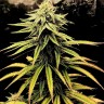Семена  Swiss Chocolate CBD feminised Ganja Seeds