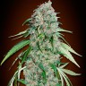 Семена  Swiss Chocolate CBD feminised Ganja Seeds