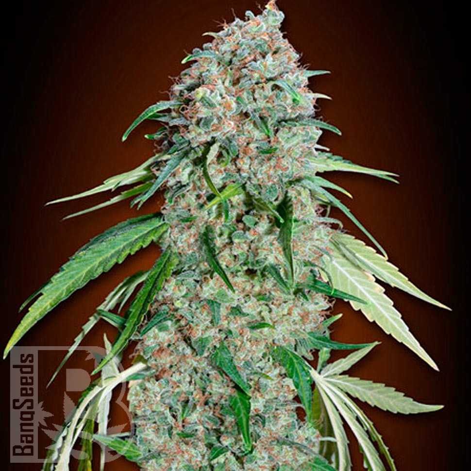 Семена  Swiss Chocolate CBD feminised Ganja Seeds