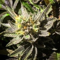 Bubbleberry feminised Ganja Seeds