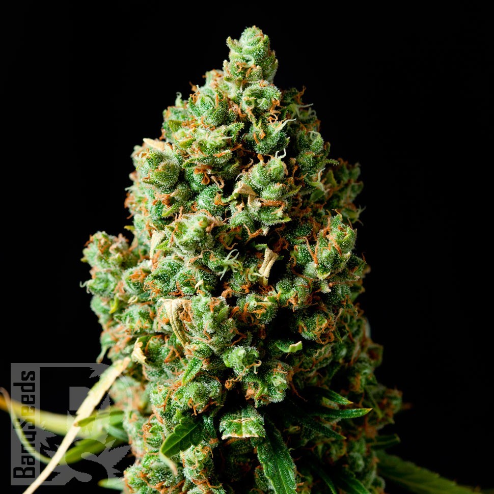 Семена  Bubbleberry feminised Ganja Seeds