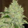 Семена  Bubbleberry feminised Ganja Seeds