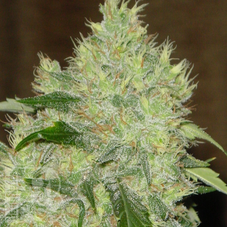 Семена  Bubbleberry feminised Ganja Seeds