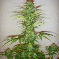 Auto White Widow feminised Neuro Seeds