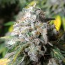 Erlik feminised Bang Seeds