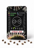 Auto Critical Jack feminised Ganja Seeds