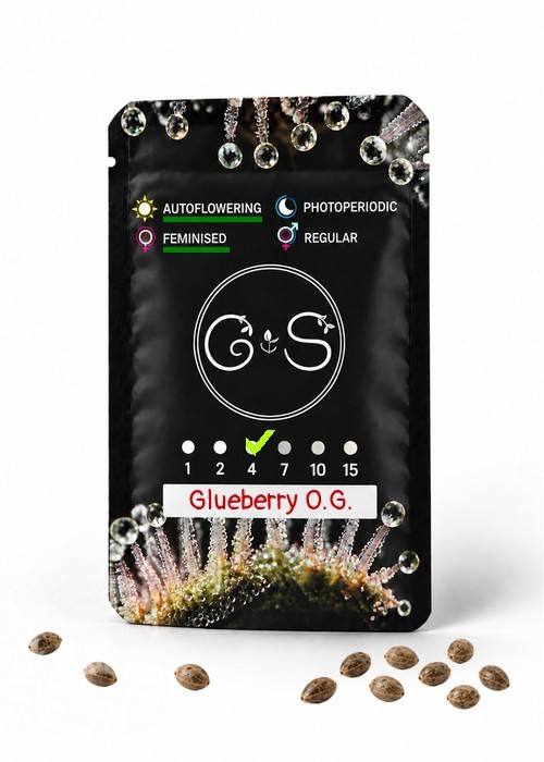 Семена конопли  Auto Glueberry O.G. feminised Ganja Seeds