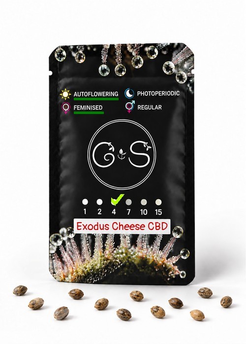 Семена  Auto Exodus Cheese CBD feminised Ganja Seeds