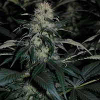 Kalichakra feminised Ganja Seeds