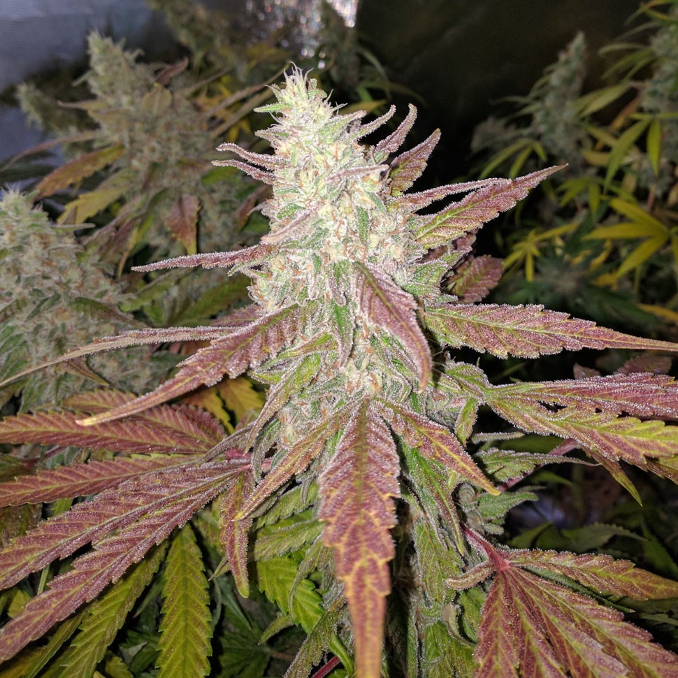 Семена конопли Bubblelicious feminised Ganja Seeds