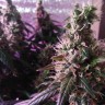 Семена конопли  Irbis feminised Bang Seeds