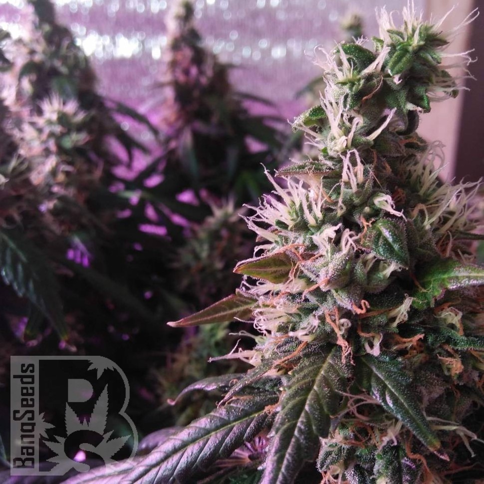 Семена конопли  Irbis feminised Bang Seeds