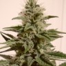 Семена конопли  Irbis feminised Bang Seeds