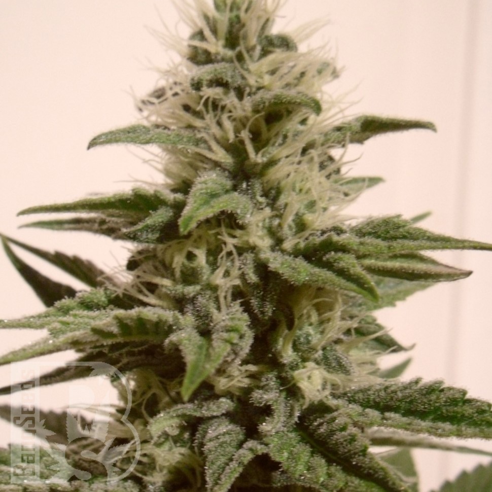 Семена конопли  Irbis feminised Bang Seeds