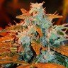Семена конопли  Irbis feminised Bang Seeds