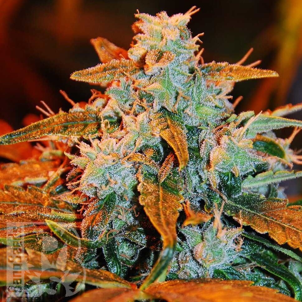 Семена конопли  Irbis feminised Bang Seeds