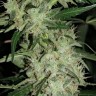 Семена ганжа  Auto Skunk feminised Ganja Seeds