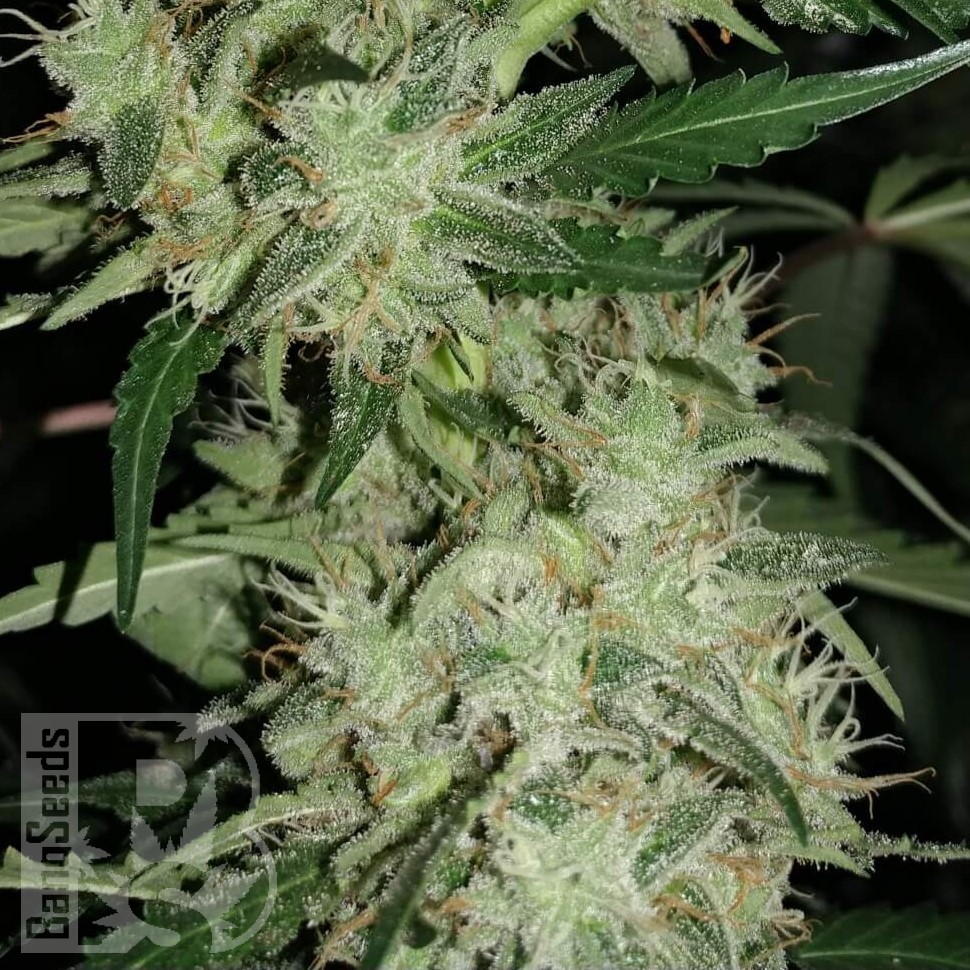 Семена ганжа  Auto Skunk feminised Ganja Seeds