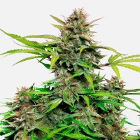Auto Snow Queen feminised Ganja Seeds